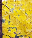 Autumn Ginkgo Leaves Ã¯Â¼Ëclose-upÃ¯Â¼â°